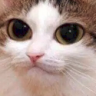 Delto's avatar