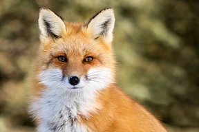 Foxx's avatar