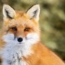 Foxx's avatar
