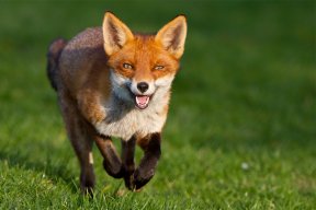 Fox Boy RyanHG's avatar
